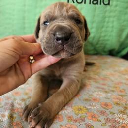 Ronald - Fawn male Great Dane puppy in Grass Lake, Michigan from Harrison Danes