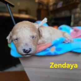Zendaya - Apricot female Cavapoo puppy in Blackfoot, Idaho from Draper Mountain Doodles