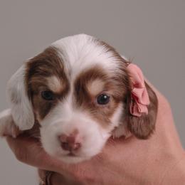 Sandy Full AKC available piebald dapple carrier dna tested - Piebald female Dachshund puppy in Knox City, Missouri from Brittney's Dachshunds