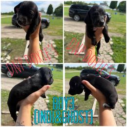 Boy 3 - Black male Dachshund puppy in Rushsylvania, Ohio from DNP Doxies