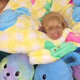 Blue - Red male Dachshund puppy in Florence, Mississippi from Rosies Doxies and Poodles CKC