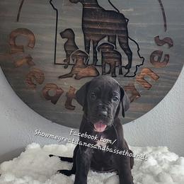 White Collar - Black female Great Dane puppy in Alton, Illinois from Show Me Great Danes and Basset Hounds