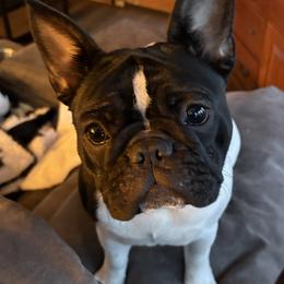 Strut - French Bulldog