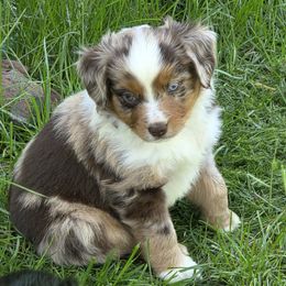 Reeses  RMM - Red merle male Miniature Australian Shepherd puppy in Spirit Lake, Idaho from Gemstone Ridge Mini Aussies