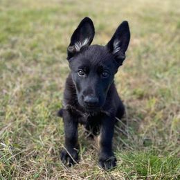 German Shepherds from Rugueux K9