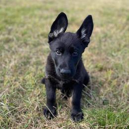German Shepherds from Rugueux K9