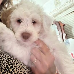 Gentleness - Yellow and white male Bernedoodle puppy in Hays, Kansas from Pine Street doodles