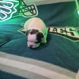Georgia (Aurora) - Black and white female Boston Terrier puppy in Kingsport, Tennessee from Irish Heart Bostons