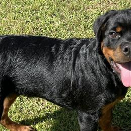 Rottweilers from Ketelhaus Rottweilers