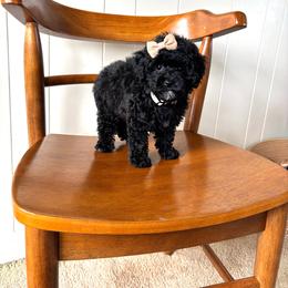 Pearl - Black female Poodle puppy in Quakertown, Pennsylvania from Miniature Poodle Stud and Pups