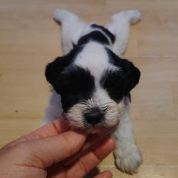 Piper - Parti female Miniature Schnauzer puppy in Florida from Central Florida Schnauzers