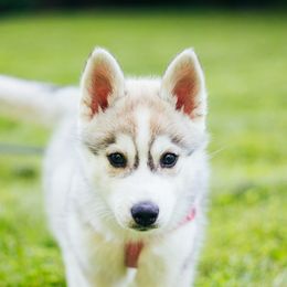 Siberian Husky Puppies from Zobela Siberians