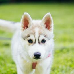 Siberian Husky Puppies from Zobela Siberians