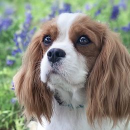 Aussiedoodles, Cavalier King Charles Spaniels, and Miniature Australian Shepherds from Triple Cross Doodles
