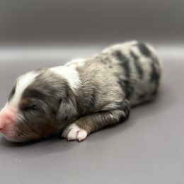 September - Blue merle female Australian Shepherd puppy in New Boston, New Hampshire from Painted Pup Australian Shepherds