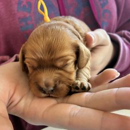 Gemini - Red female Cavapoo puppy in Adrian, Oregon from ApplebyFarm
