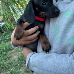 Christopher Robin - Black and tan male Dachshund puppy in Turlock, California from Dandelion Dachshund