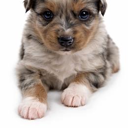 Petal - Blue merle female Australian Shepherd puppy in Richmond, Virginia from RVA Aussies