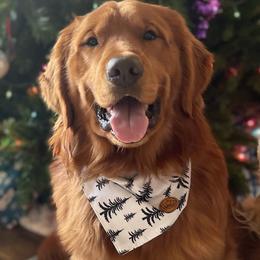 Finnegan - Golden Retriever