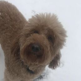 Goldendoodles from Sassy-Lu Doodles