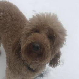 Goldendoodles from Sassy-Lu Doodles