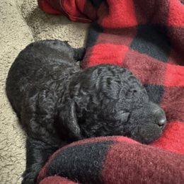 Pickles - White and black male Bordoodle puppy in Canfield, Ohio from Poo's Doo's & Inu's