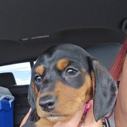 Dachshund Puppies from CC Dachshunds and Adventures