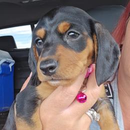 Dachshund Puppies from CC Dachshunds and Adventures