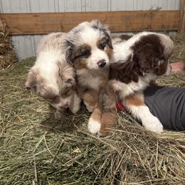Miniature Australian Shepherd Puppies from Mid-Plains Mini Aussies