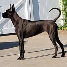 Great Danes from Weeping willow Danes
