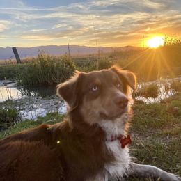Hazel - Australian Shepherd