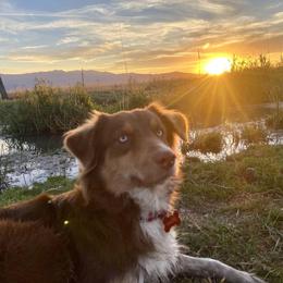 Hazel - Australian Shepherd