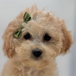 JADE - Apricot female Goldendoodle puppy in Erda, Utah from Goldendoodles Utah| All sizes| Erda, Utah