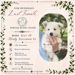 Berger Blanc Suisse and German Shepherd Puppies from Vom Hundhaus Shepherds