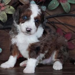 Girl 5 - female Aussiedoodle puppy in Lawton, Oklahoma from Lindsey’s Aussies