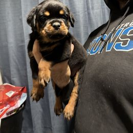 Boy 4 - Black and mahogany male Rottweiler puppy in Detroit, Michigan from Dark Storm Kennels