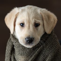 Macaroni - Labrador Retriever puppy in Compton, Illinois from Kickass Labradors