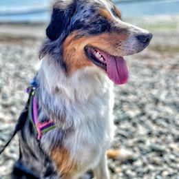 Juna - Australian Shepherd
