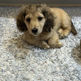 Dasher - Cream Dachshund puppy in Midland, Michigan from Holiday Dachshunds
