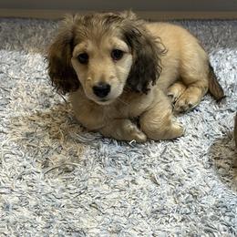 Dasher - Cream Dachshund puppy in Midland, Michigan from Holiday Dachshunds