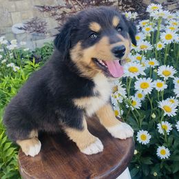 Arches - Black tri-color female Australian Shepherd puppy in Mantua, Utah from Rocky Mountain Aussies