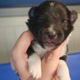 Bonnie - Black and white female Shetland Sheepdog puppy in Weedsport, New York from M&M Shelties and Smooch-A-Bulls English Bulldogs