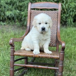 Boy 5 - male Golden Retriever puppy in Germantown, Ohio from Doodle Patch Farm