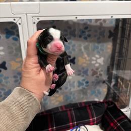 Cedar - Tri-color male Bernedoodle puppy in Rising Sun, Indiana from Ruby Lane Doodles