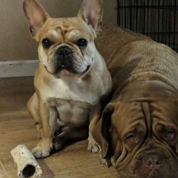 Dogues de Bordeaux and French Bulldogs from Calabria kennel