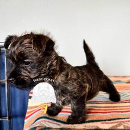 West Coast Tucker - Brindle male Cairn Terrier puppy in Naselle, Washington from West Coast Cairn Terriers