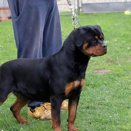 Kika  - Rottweiler