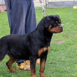 Kika  - Rottweiler