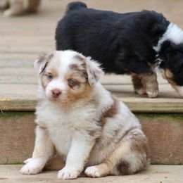 Miniature Australian Shepherd and Toy Australian Shepherd Puppies from Riverbark