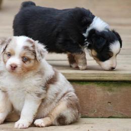 Miniature Australian Shepherd and Toy Australian Shepherd Puppies from Riverbark